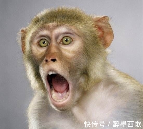 记者|80岁大爷祖传手艺,叫一声就能将猴子召唤出来,现场示范