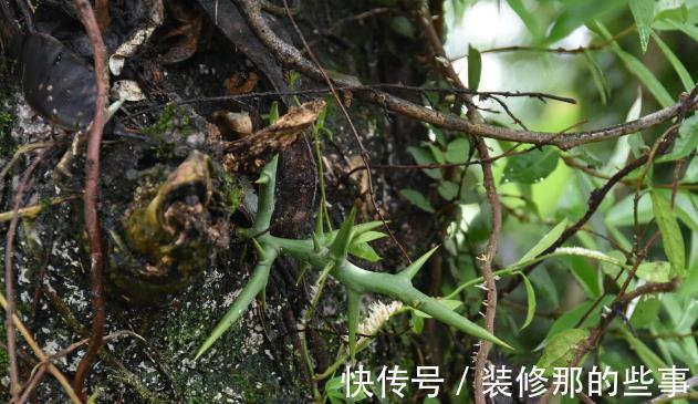 花草|有院不栽狼牙棒!5种花草植物都属于“狼牙棒”,你家栽种了吗?