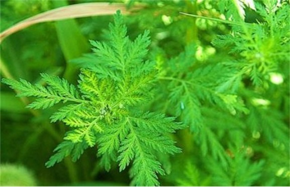 辨别|10种野菜辨别图，遇见了记得摘回家，再不摘点尝尝，下个月就老了
