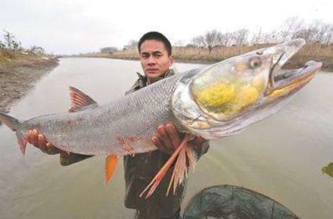 老虎|俗称水老虎,淡水养殖的害鱼,能吃掉水中所有鱼,一条能卖上千元