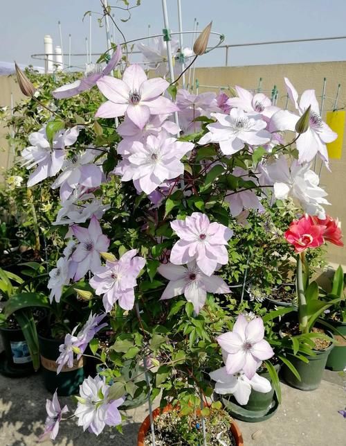 铁线莲界的“仙女”—倒影，花朵又仙又美，小阳台也能养成花瀑布