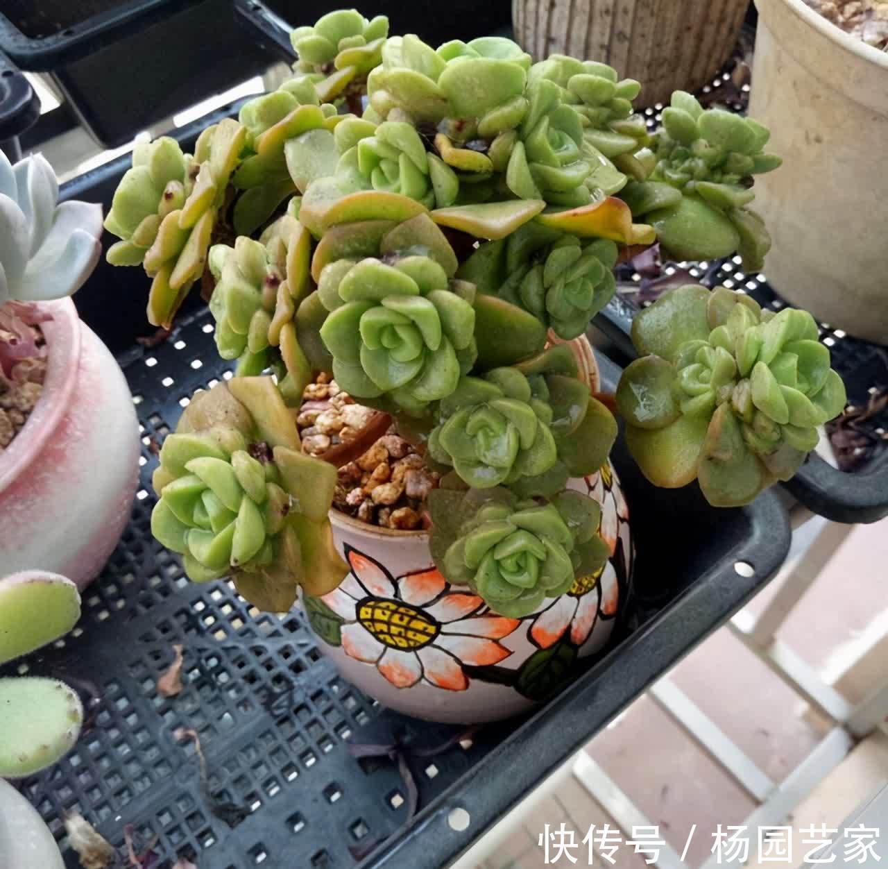 莲花掌属的多肉,好看又好养,入股不亏