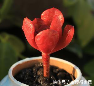 为您整理20款红色系多肉,热情奔放,总有一款是你迷恋的!