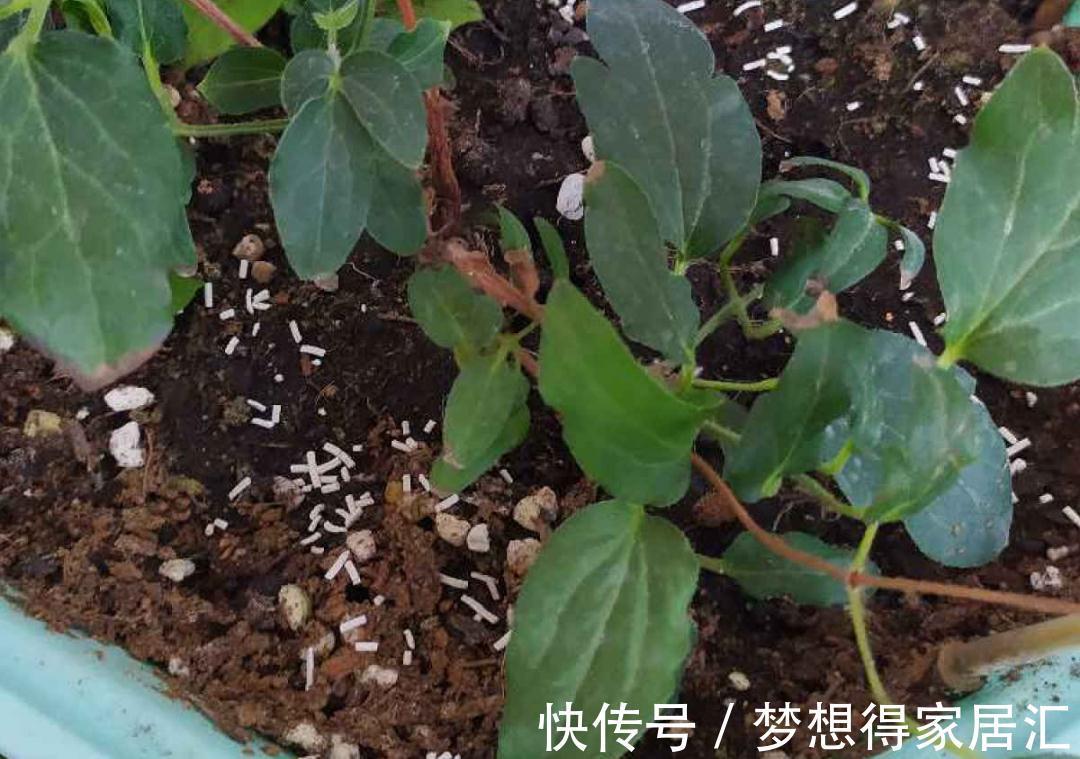 松针土|9种土别拿来养花,对花不好,容易黄叶烂根