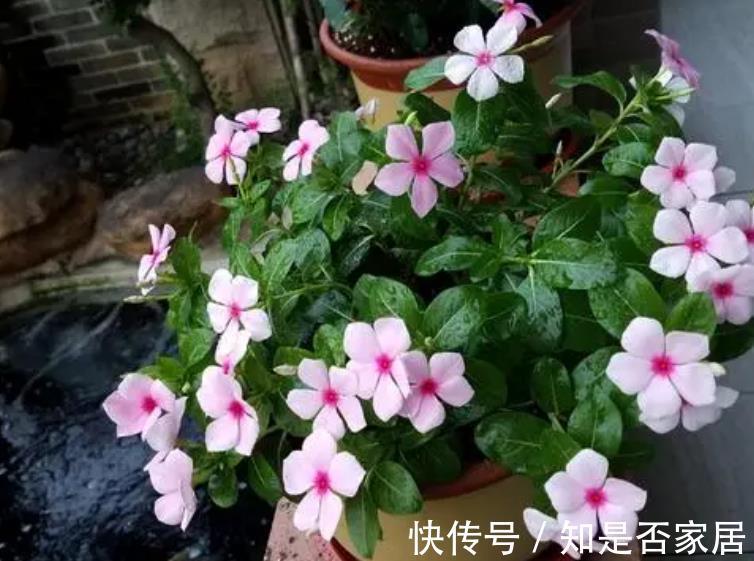 盆栽|养花小技巧:学会这5招,轻松解决盆栽虫害问题