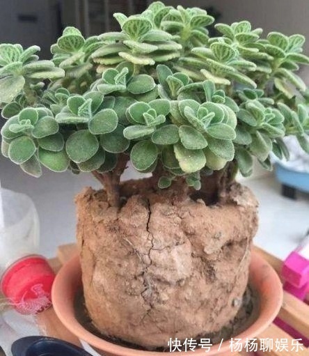 植株|养花这么“浇水”,迟早要“出事”,记住3点,啥花都好养