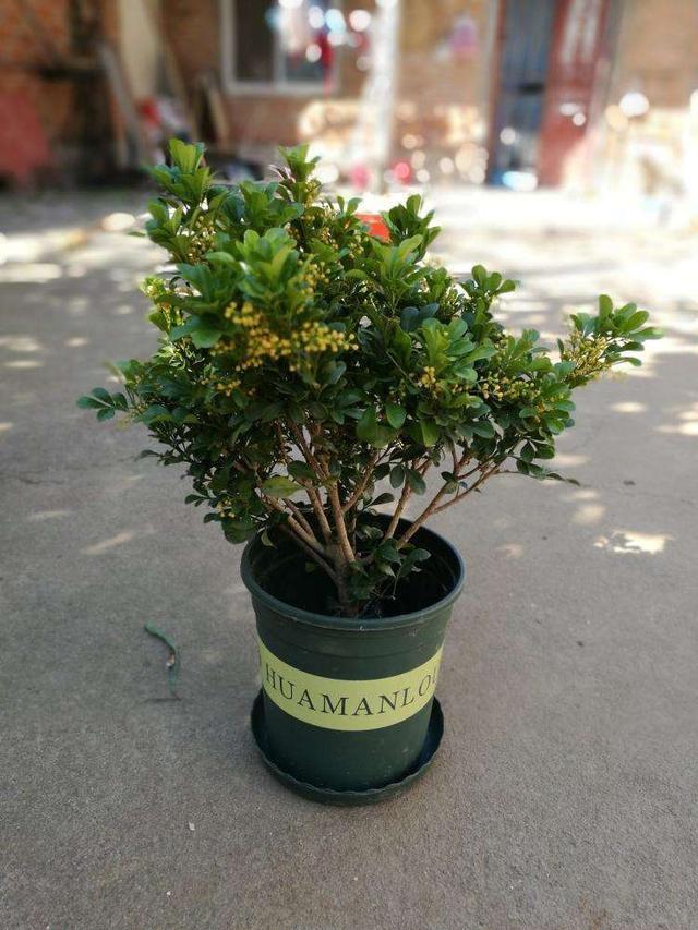 米兰花怎么浇水施肥 米兰花期管理技巧这样养开花时间更长