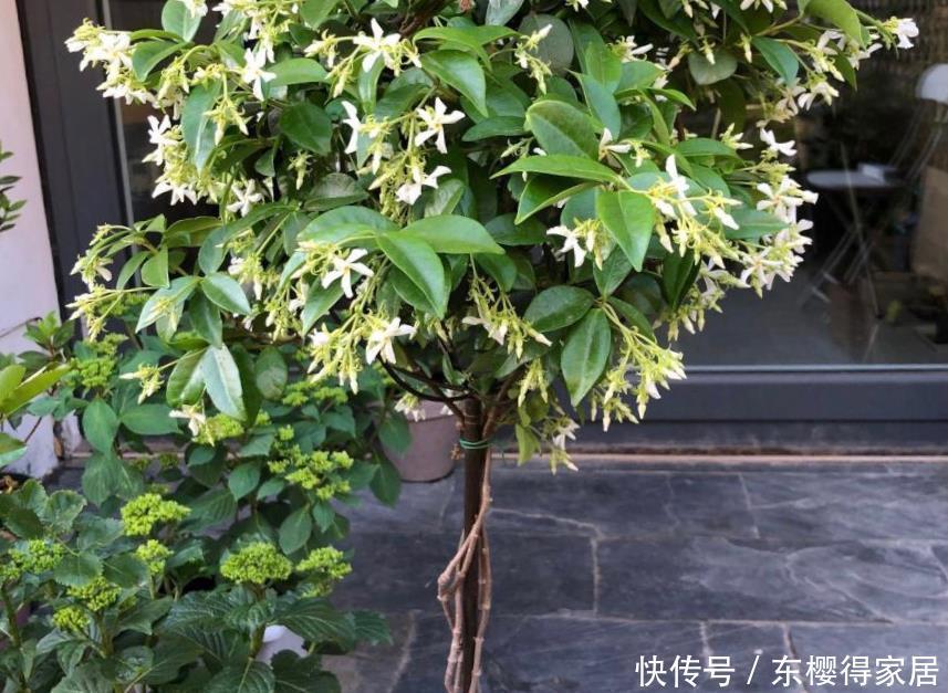 盆栽|养茉莉,夏季完美避开这3个难题,花多香味大,爆满盆