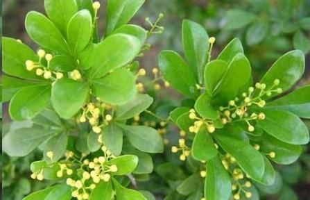 这10种花超级怕冷，再不搬进屋，小心只剩下盆了