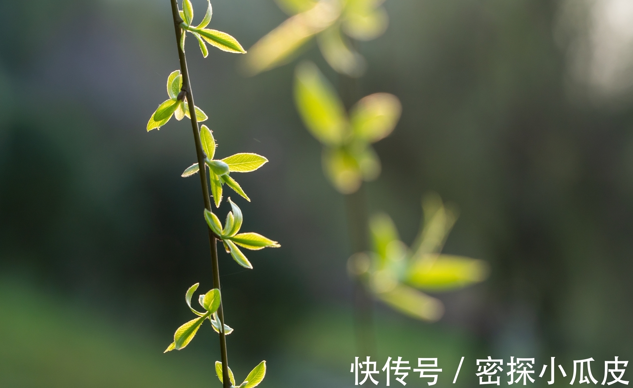 物象$一首著名的送别诗,寥寥几句含无限深情,读后让人回味无穷