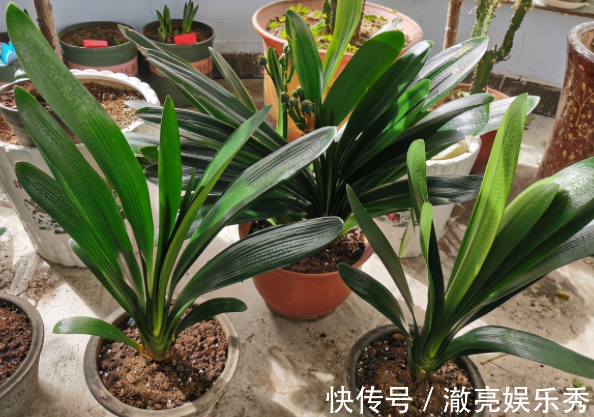 春季养君子兰，新手不经意会犯五个错，难怪越养越糟，始终养不好