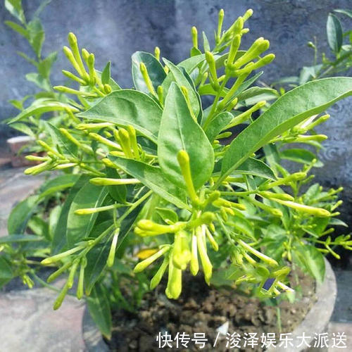 香味|晚上睡不着觉的人,养上这种“花”,香味浓浓,一觉睡到天亮