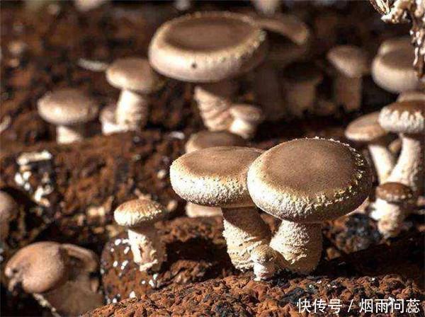 懂行人挑香菇不看大小，认准这3点，香菇鲜嫩肥厚，特好吃