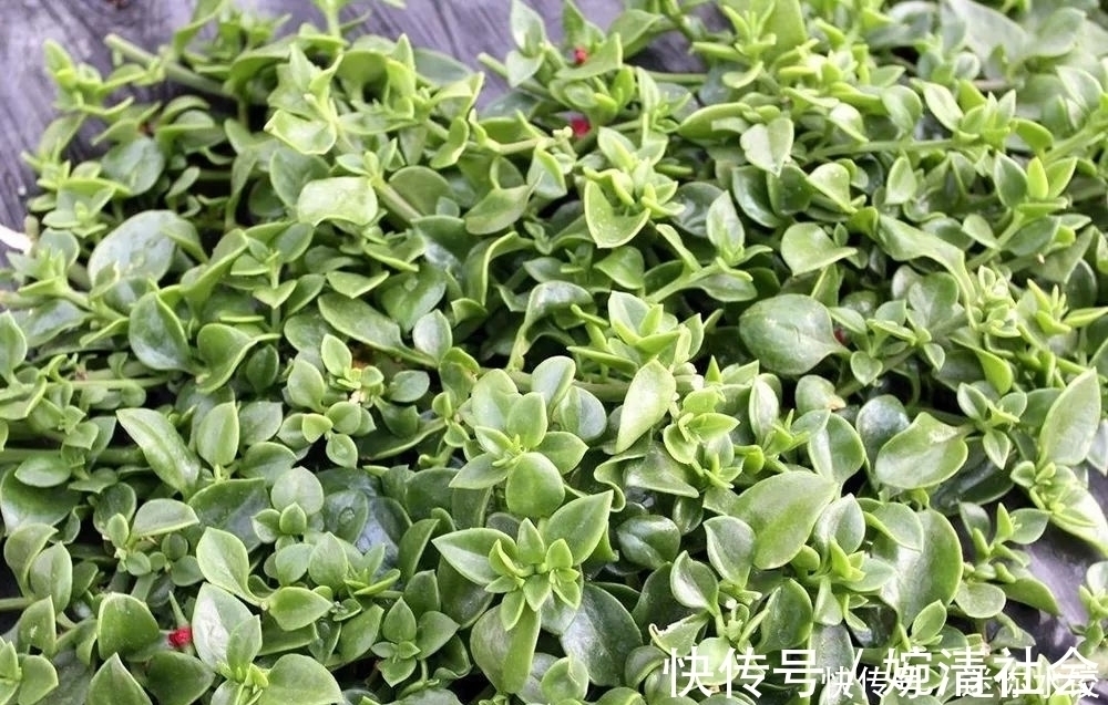 菜市场|俗称“苦王”,若在野外遇到,别当杂草,它可是珍贵的穿心莲