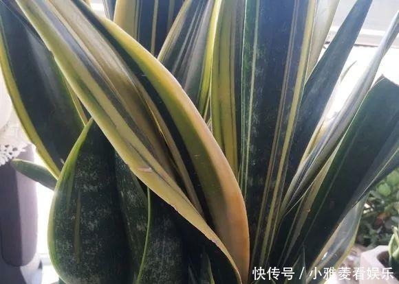 家里“过期”小药片,养花是个宝,丢在盆里,比生根水还管用!