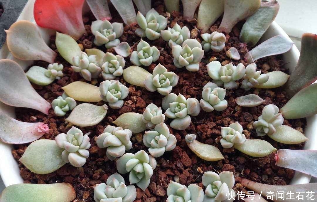 河沙|夏季多肉植物如何生根?教你3种生根小窍门,多肉叶片圆润生根快