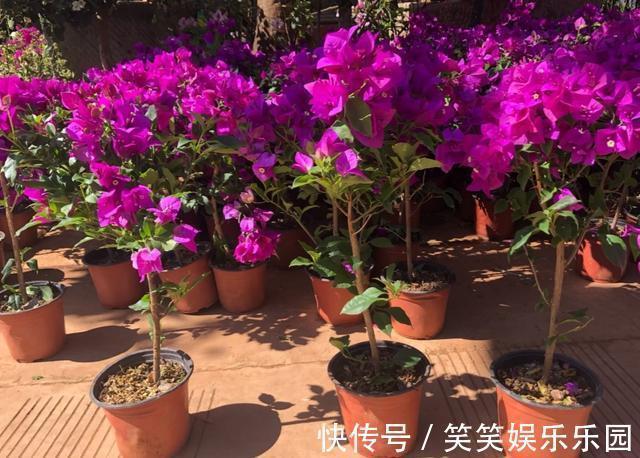 家里没有阳光,不要去养3种花,养了也不开花