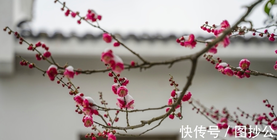 梅花！诗词原创：七绝5首岁杪天寒有感｜江南风雪无人管，只有梅花满眼开