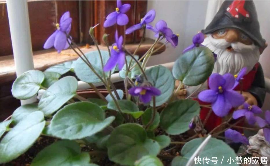 舒缓|这10种盆栽植物特别适合种在家里,能够舒缓压力、净化空气