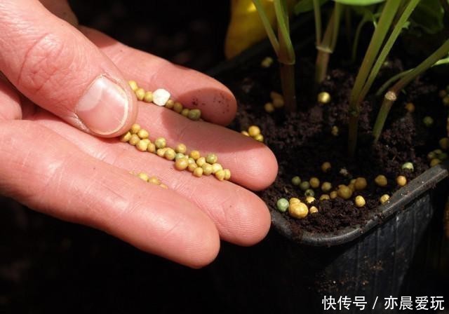  能量|花草体内开花能量“枯竭”，花苞会“诚实”告诉你