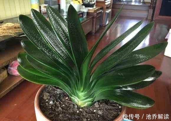 君子兰的叶子长歪了,现在矫正还来得及