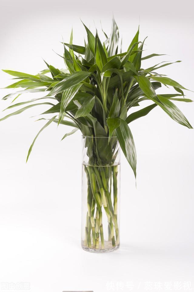 为什么富贵竹“养单不养双”?老阿姨一句话,庆幸自己养对了