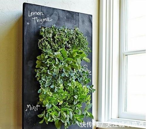 不在院子地上种菜,墙上面积这么大,上下3层种蔬菜再合适不过了!