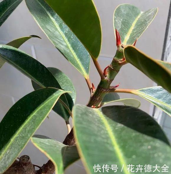 7种花,现在要砍头,冲天炮变成爆炸头