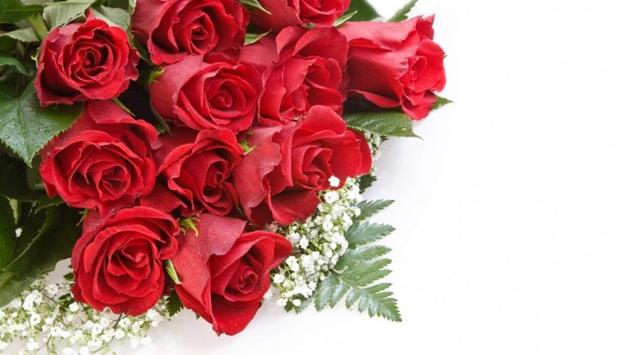 玫瑰中的皇族——“路易十四”，拿破仑皇后的最爱！美的动人心魄