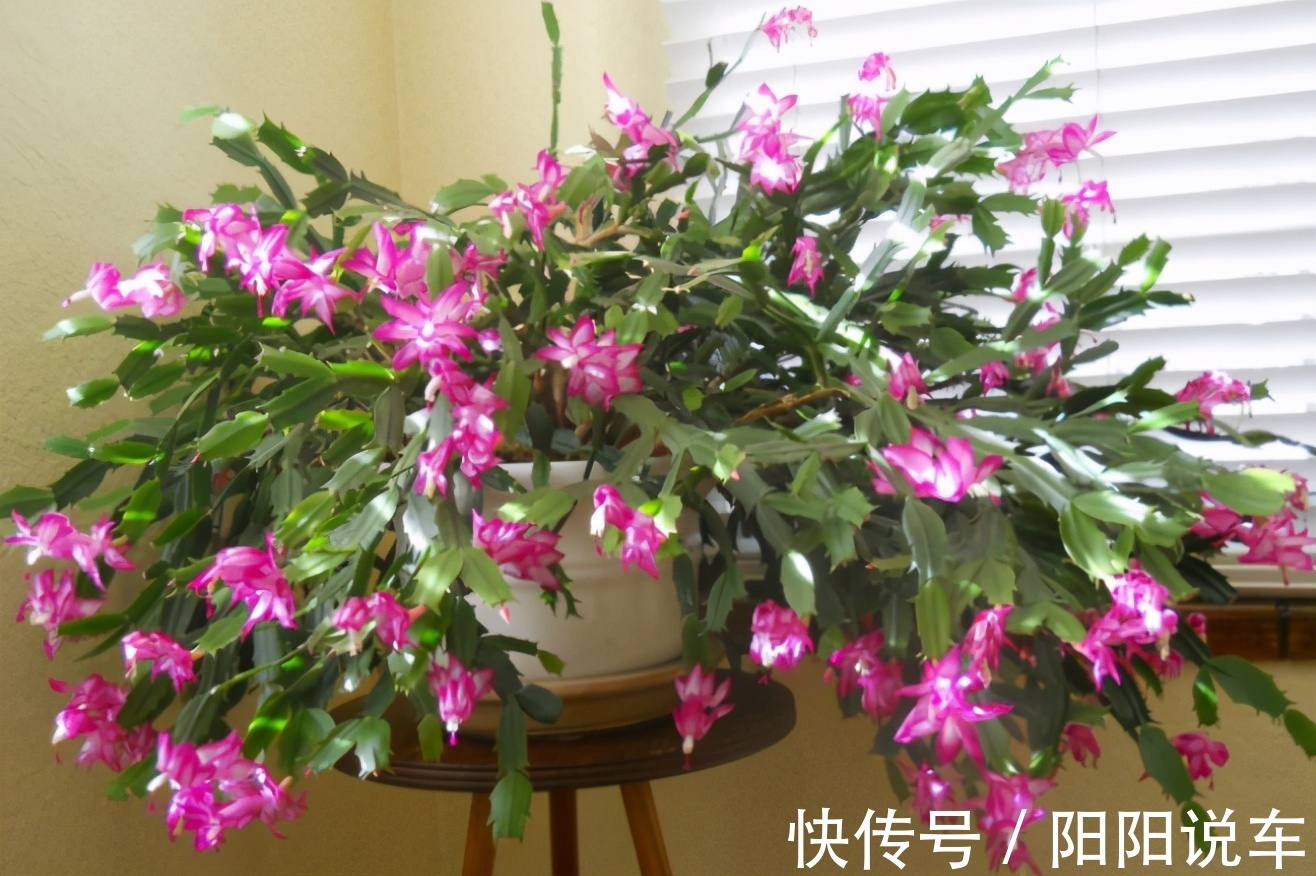 磷酸二氢钾|掌握住一个催花技巧，蟹爪兰不爱开花？再也不用愁了