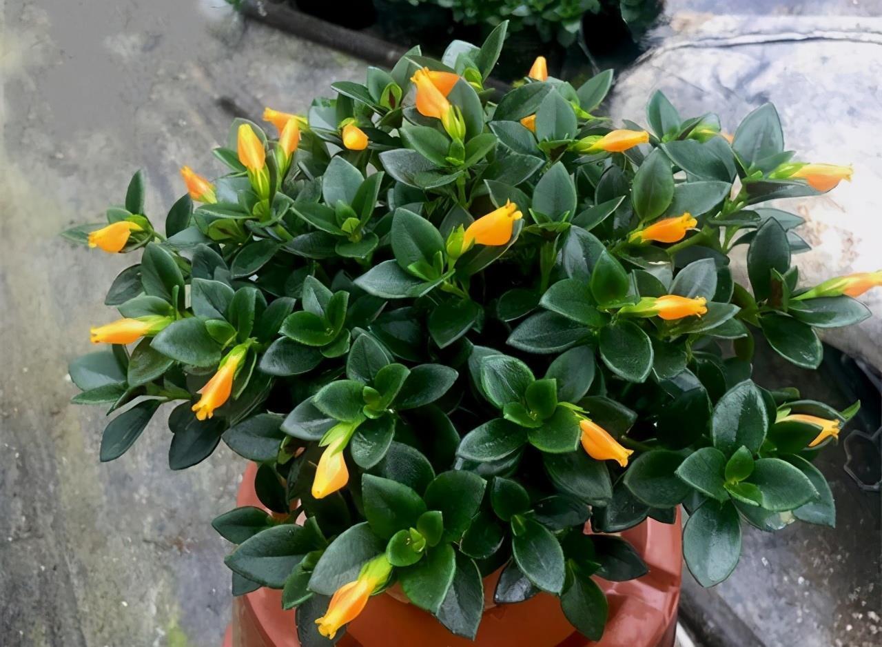 春节“吉利花”,开花金灿灿,小鱼几十条,“年年有鱼”年年好