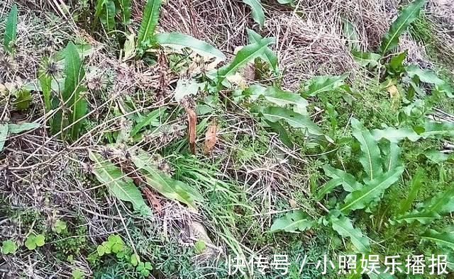叶子|此物俗称“牛舌菜”，根价值不输人参，河边就有，遇见带走