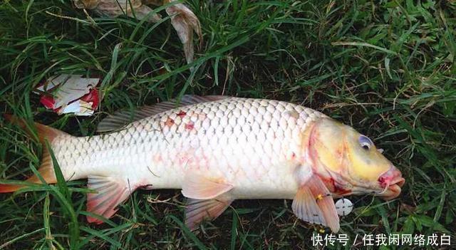 “一人一竿”不应成奢望!长江流域垂钓管理思路亟待改进