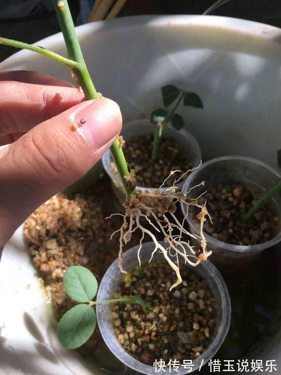 枝条|什么盆栽最好养这“7种”,好养好繁殖,丢土里长爆盆、常开花