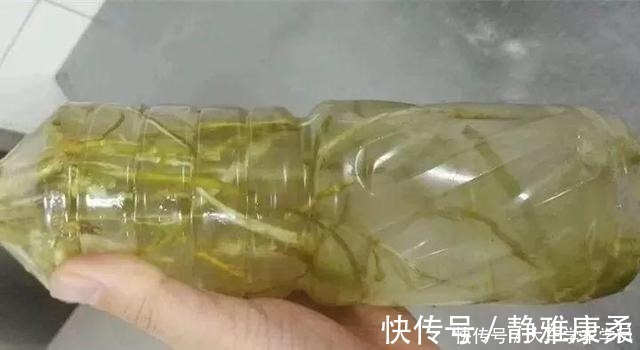 养花|养花先“养根”,君子兰富贵竹“喂点料”,白根呼呼冒,轻松爆盆!