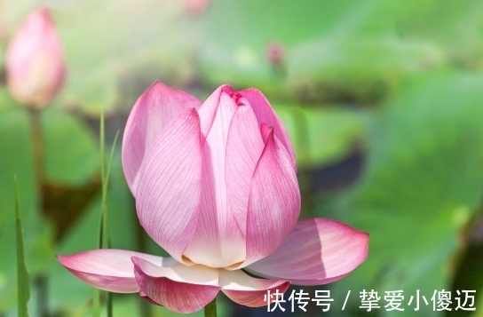 属相|10月下旬，吉星照耀，4属相桃花朵朵，爱情甜蜜，日子红火