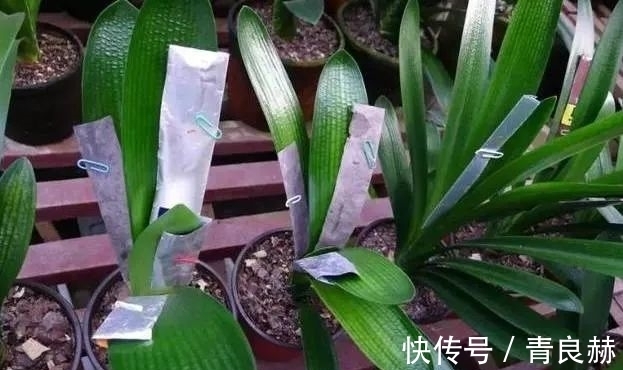 君子兰长成“歪脖子”,一招“矫正”,叶子整齐又美观!