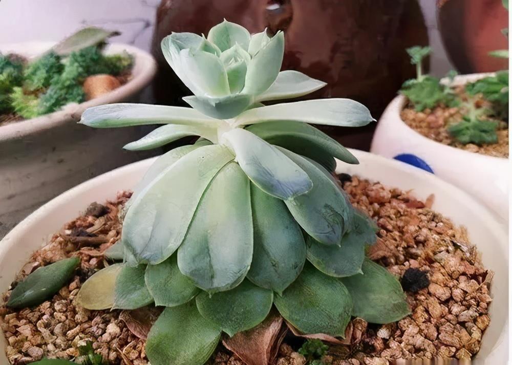 养护|多肉徒长丑的没法看？做好2件事，新手也能养出肉墩子