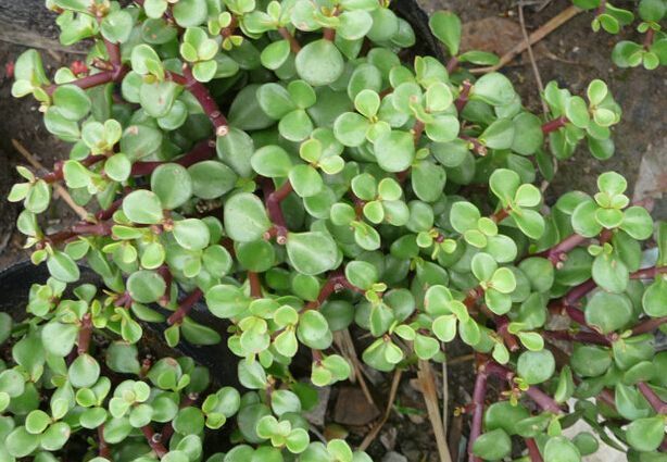 马齿苋|马齿苋涂在脸上太厉害了，解决了女人关心的问题，帮你省下大笔钱