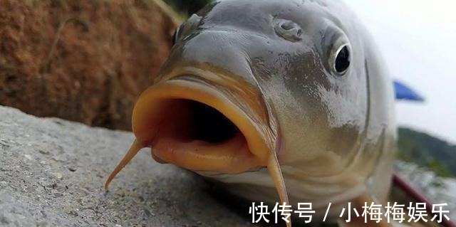 搓饵|除了拉丝粉,还有这些办法,能让搓饵的附钩性更好