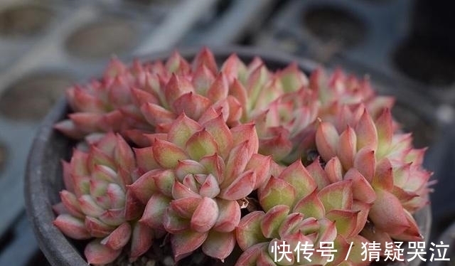 多肉植物中的爆盆之王女雏,人称小荷花,出了状态美得令人陶醉