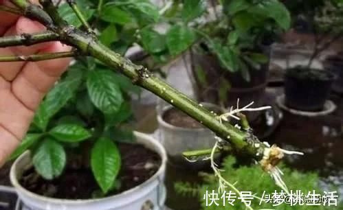 这种过期药片扔花盆里,不管多蔫的花一个劲疯长,不黄叶不烂根