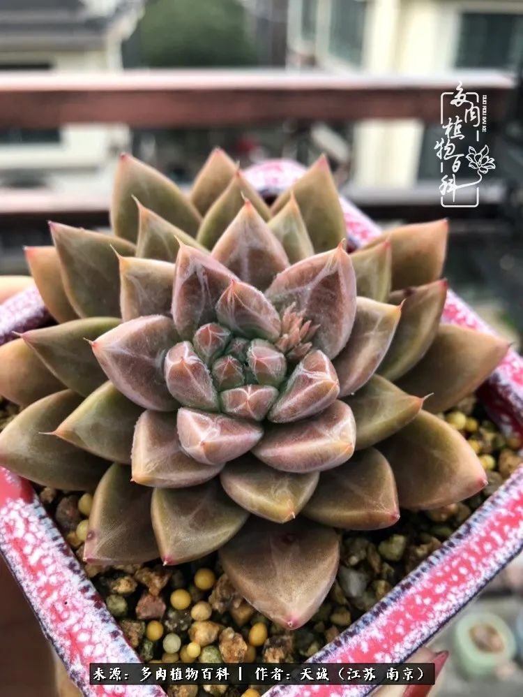 又到多肉最美季,用心去发现身边的美好!
