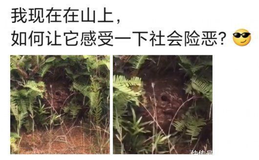 胖子|“我在山上,怎么让它感受下社会险恶”人为啥就偏爱作死呢……