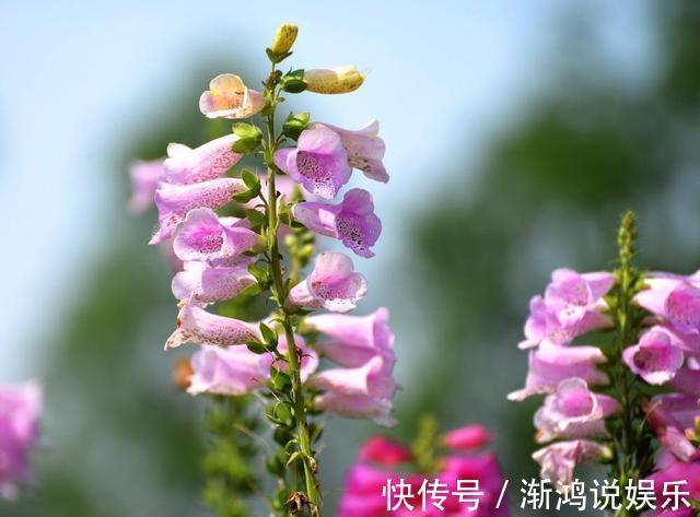 有机肥料|此花名字叫的“俗气”,但“开花量”比月季大,一年能长1米高