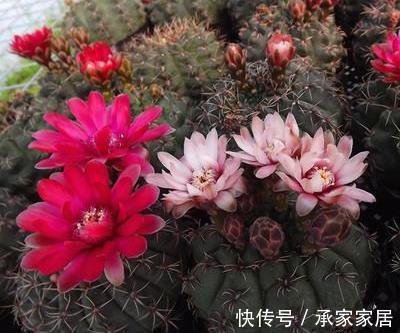 绯花玉|仙人掌科绯花玉，球形端庄，花色靓丽，你知道用什么方法养护吗