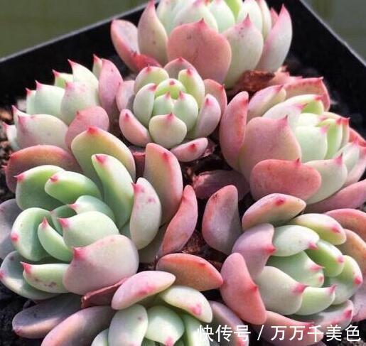 多肉养不好的原因之一，多数的分不清夏型种和冬型种多