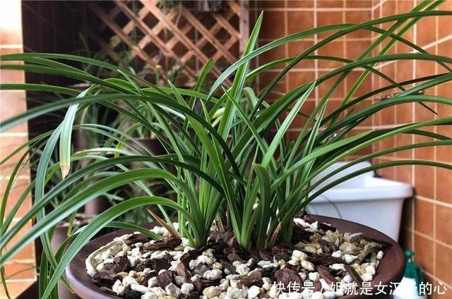 春天兰花发芽,“一灌二喷三埋”,兰花养分足,新芽多,长势爆盆!