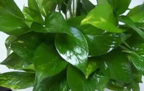 “家家都有的营养液,给花卉滴10滴,叶子油光翠绿开花500朵