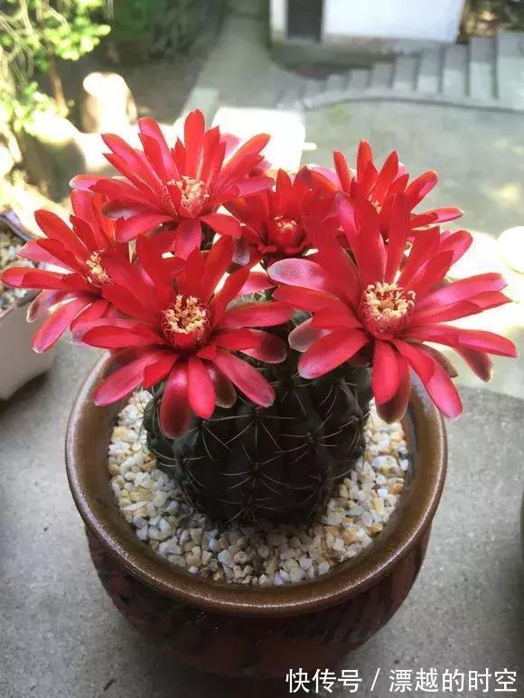 3种仙人球,就像“开花机器”,一开上百朵,个个了不起!